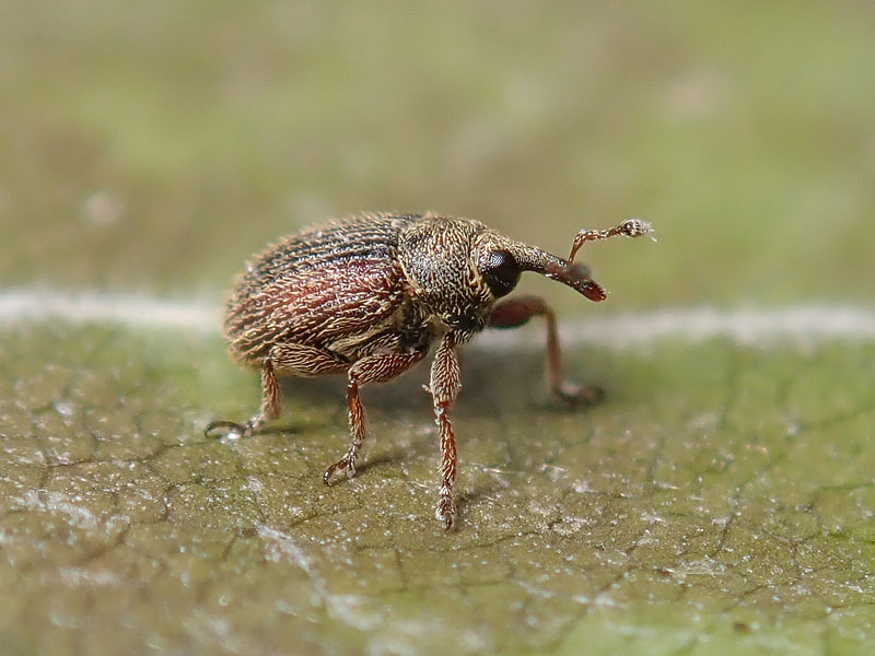 Curculionidae: Gymnetron rotundicolle ??  S !